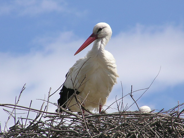 Ciconia ciconia - White Stork - Cigogne blanche - 06/04/04