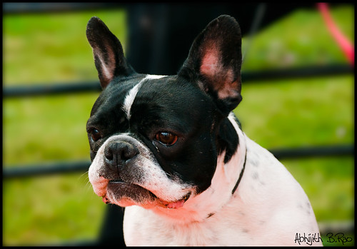 Boston Terrier | Curious looking fella! | Abhijith B.Rao | Flickr