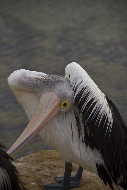 Kingscote pelican