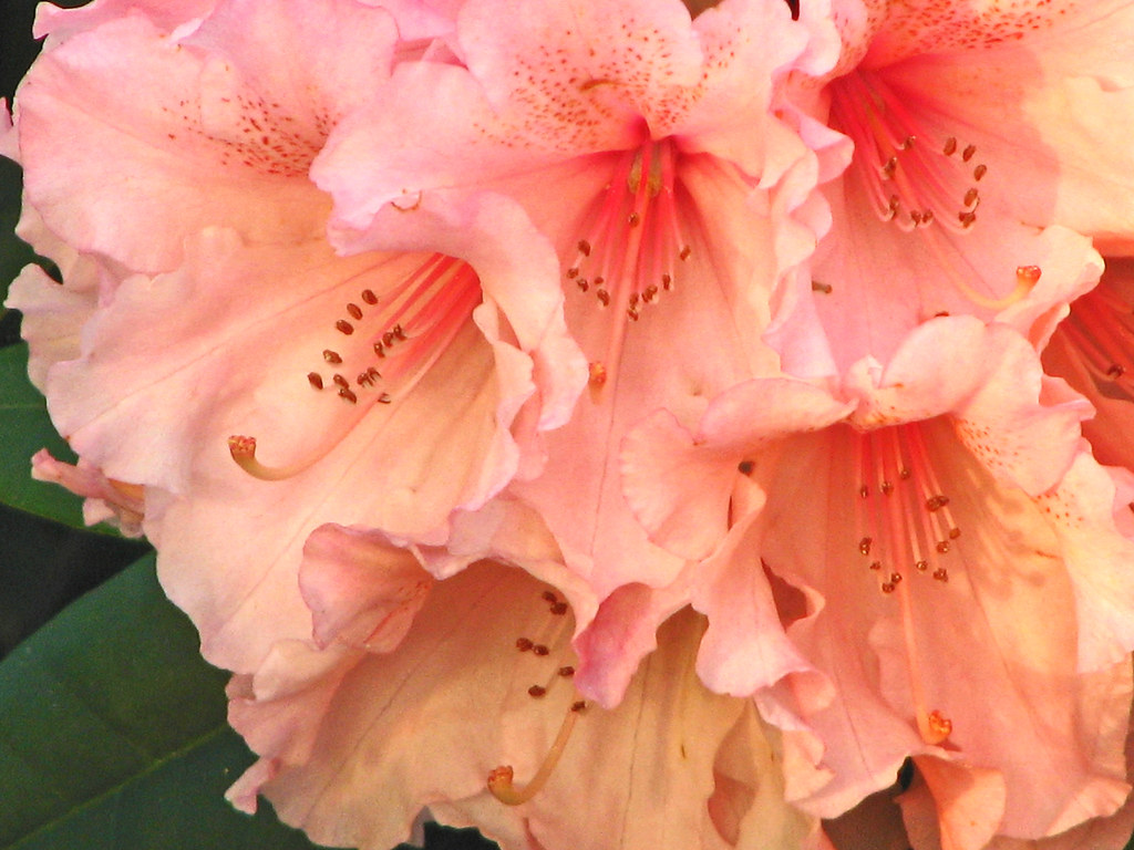 Pretty Baby 5 | Rhododendron ‘Pretty Baby’ — (‘Cornubia’ x d… | Flickr