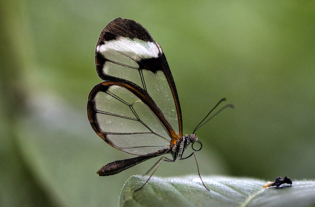 Glasswing Butterfly: The Most Colorful Butterfly in the World