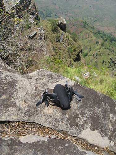 Spidey on the edge. Lushoto, Tanzania 24OCT08