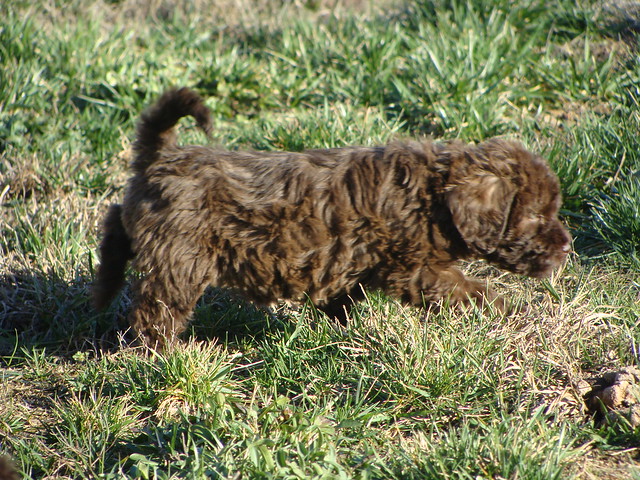 Labradoodle puppy playing in the yard.