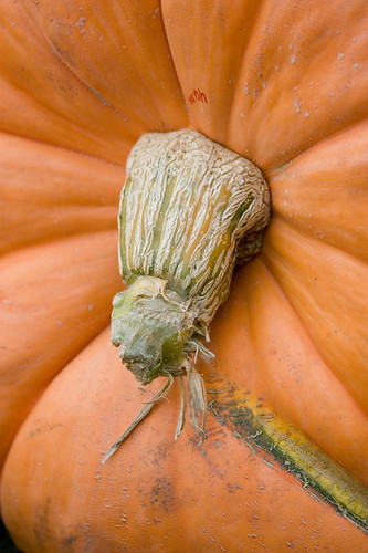 Hey there pumpkin | by shrank.pink.joy