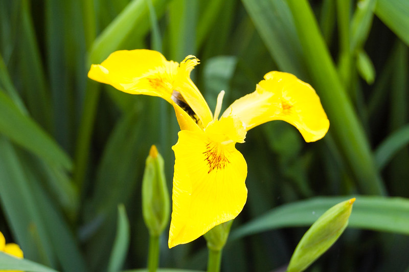 Flag iris