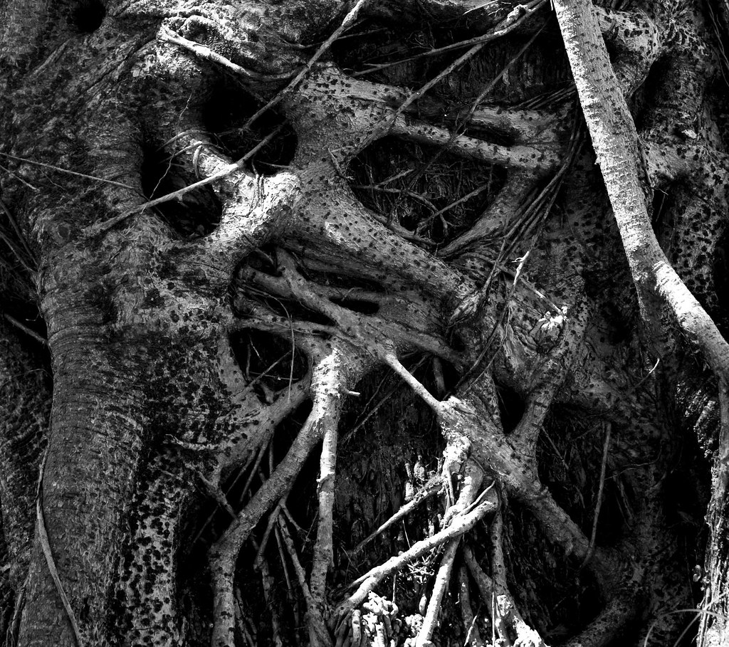 DSC_7896 | Tree root abstract The Gambia | AndyFJT | Flickr