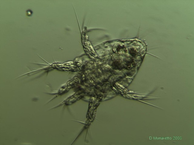 Flickriver: Photoset 'Copepodi' by nematos