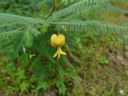 Shevari Cen-kitai (Tamil: செங்கிடை) | Fabaceae (pea, or legume famil… | Flickr