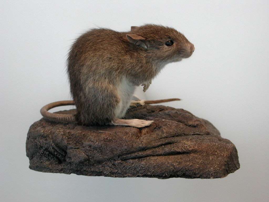 Polynesia Rat Polynesian rat (Rattus exulans) - a photo on Flickriver