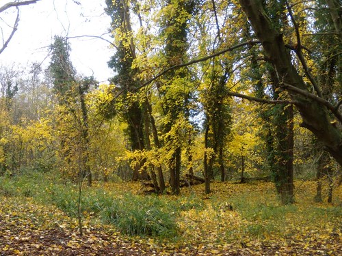 yellow trees Guildford Circular via Chantries Hill