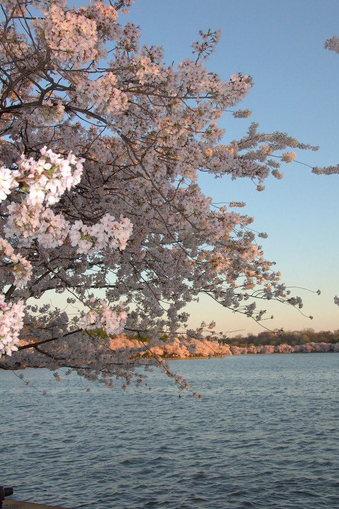 Cherry Blossoms | Cherry Blossoms on Saturday, April 4, 2009… | George ...