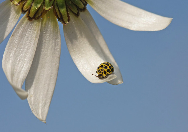 22-spot ladybird, nestled on a daisy petal