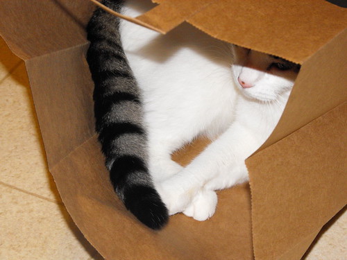 Bagging Again | by Tabbymom Jen