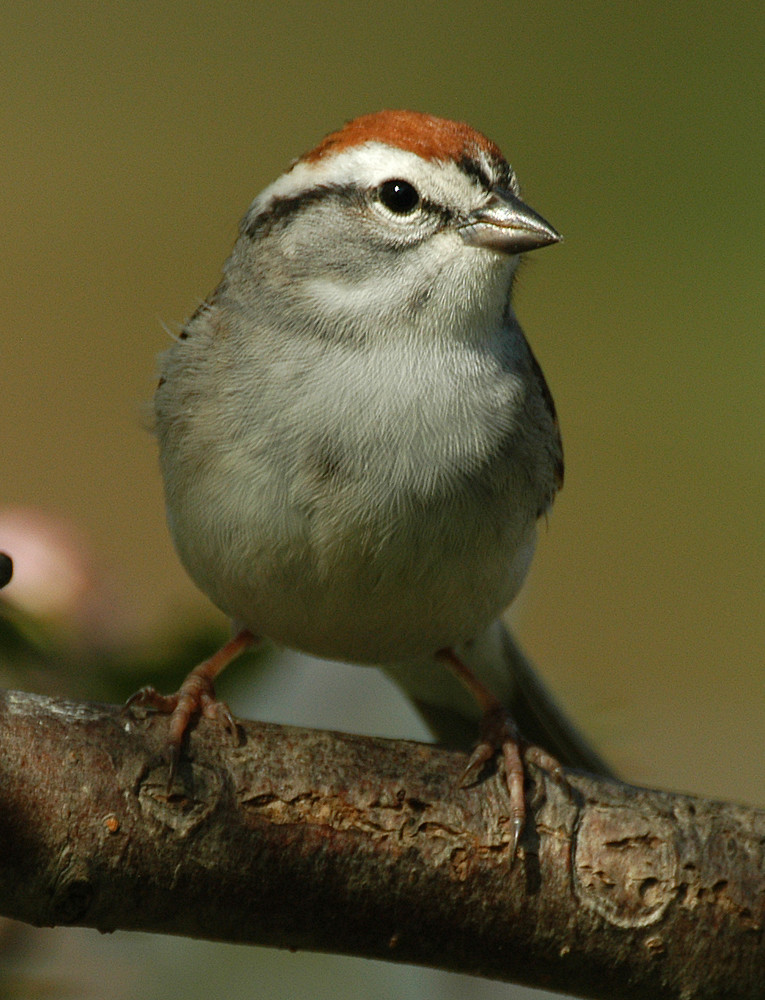 chipping sparrow 3
