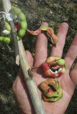 Guamuchiles fruta silvestre | cosas que se extranan | Flickr
 Guamuchiles