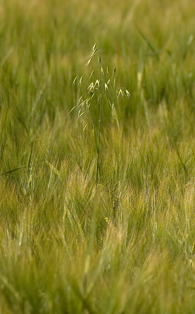 Intruder in Barley