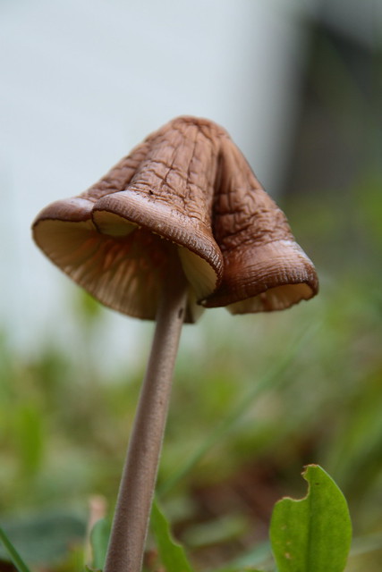 Mushroom Thursday