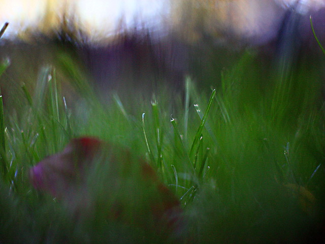 Painting with Bokeh (4)