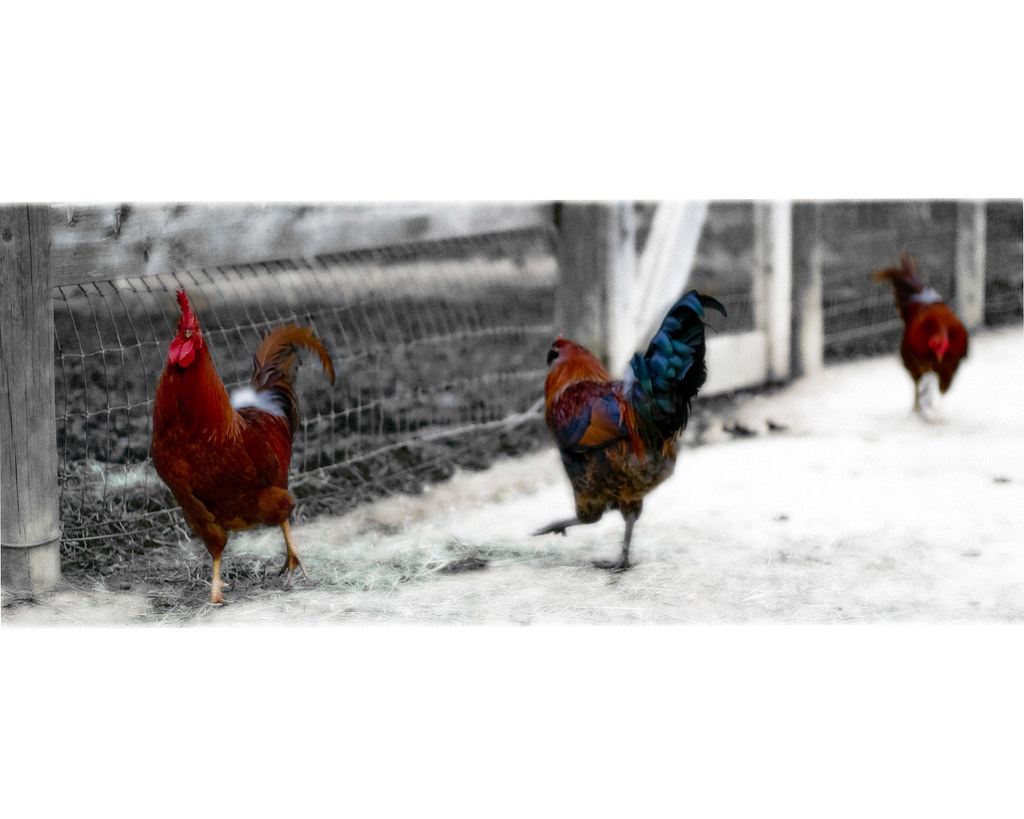 three french hens by Lisa{santacrewsgirl}