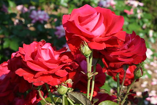 Walnut Hill Park Rose Garden | bbcamericangirl | Flickr