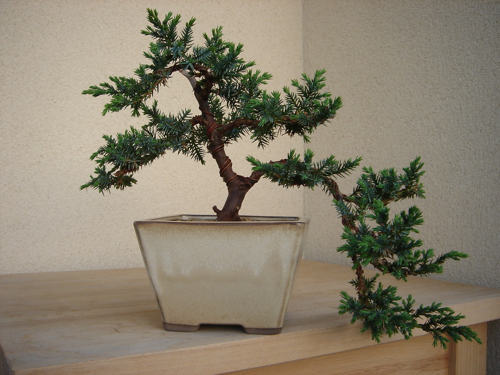 Dsc01563 Bonsai Juniperus Squamata En Cascade Titishow33 Flickr