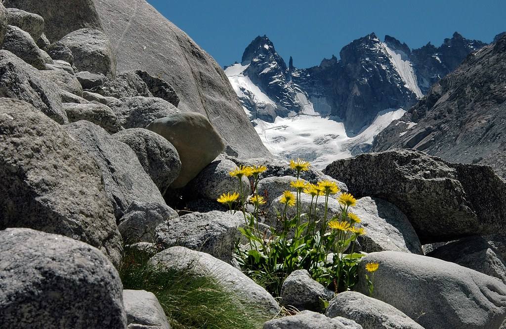 Zottige Gämswurz, Doronicum clusii, vor der Kulisse der Torrone-Gipfel