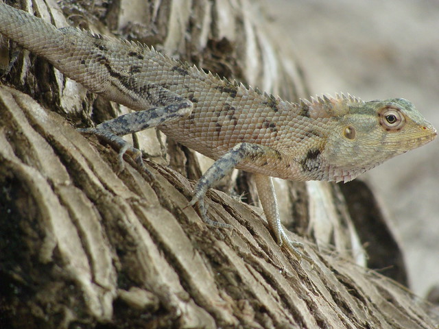 Lizard, Kuramathi, Maldives