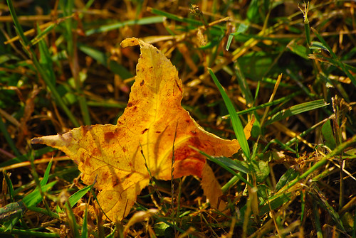 autumn fall grass digital season saturated nikon colorful sharp change 55200mm d40x clorophill