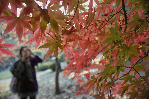maple | by Yamaguchies