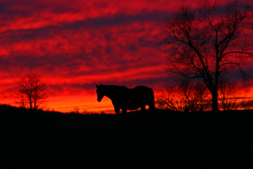 sunset sky horse cloud kentucky