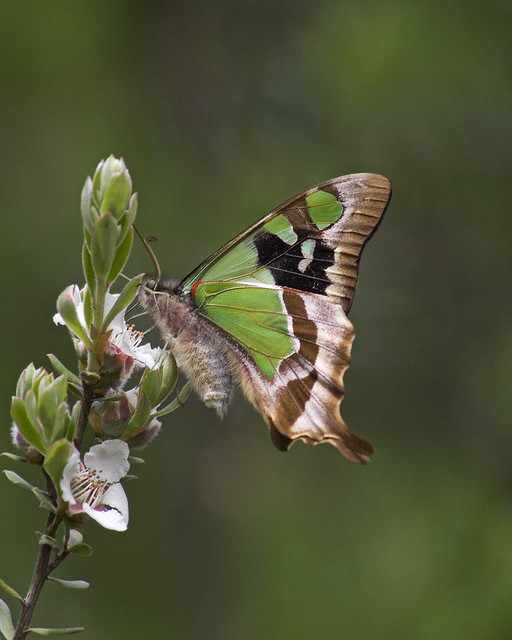 Macleay's Swallowtail at Surprise River