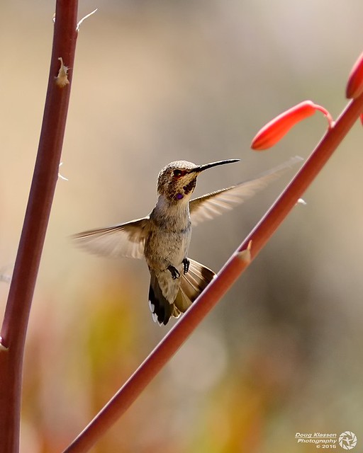 female Broad-billed Hummingbird