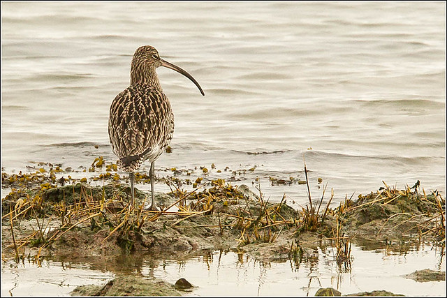 Curlew on the foreshore