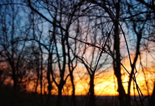 grapevine trees sunrise dof