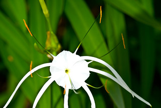 Unknown white flower | thaths | Flickr