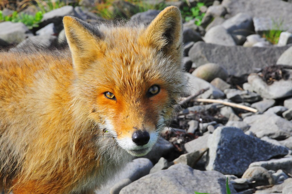 Aleutian Fox | Had she ever sat down and talked to a human? … | Flickr