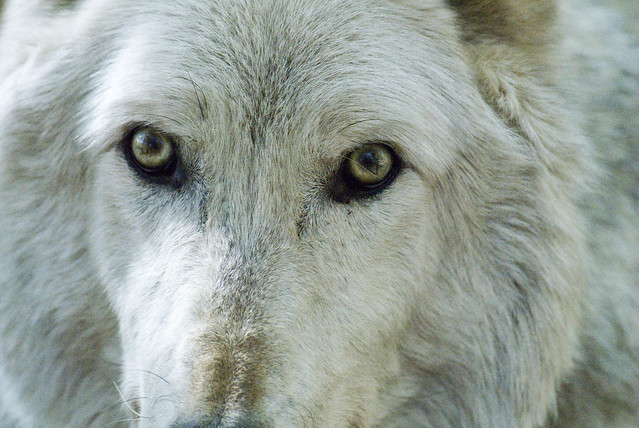 Lakota Wolf-32