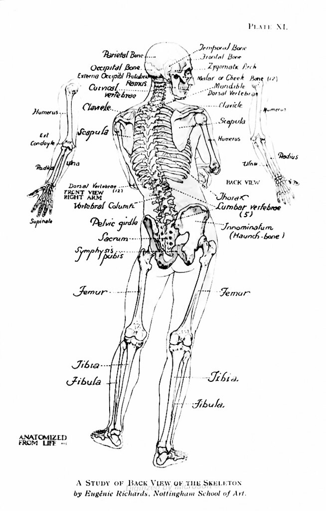 skeleton study back view | skeleton study - back view, Eugen… | Flickr