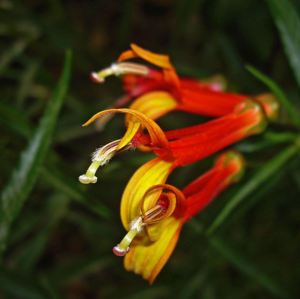 Lobelia laxiflora (III) | Nombre común: Aretitos. | Flickr