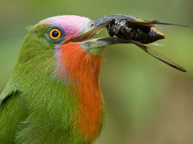 จาบคาเคราแดง Red-bearded Bee-eater (male) - Nyctyornis amictus