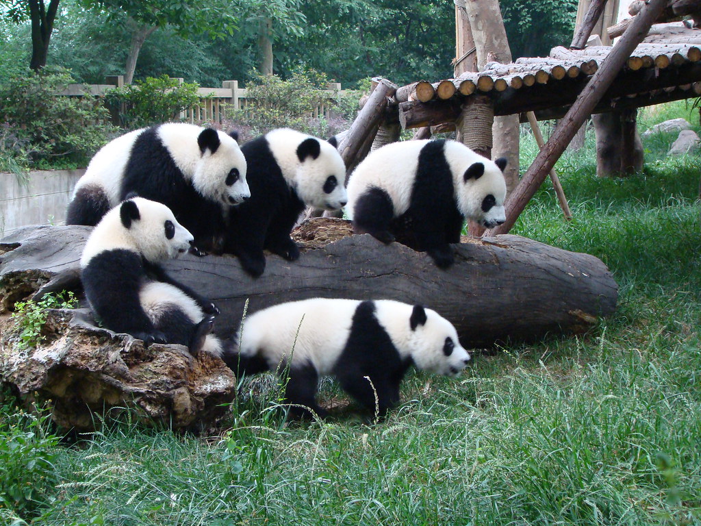 Панда живет в зоопарке. Большая Панда. Большая Панда или бамбуковый медведь. Большая Панда обитает. Гигантская Панда.