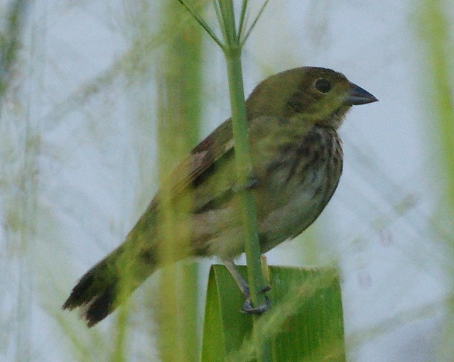 Sabanerito de Pajonales [Grassland Sparrow] (Ammodramus humeralis) (Inmaduro [Immature])