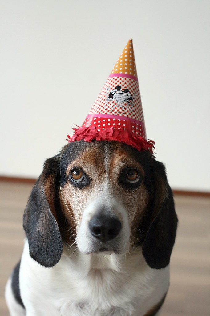 Partytier