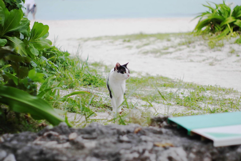 高画質0700砂浜散歩猫imgp26 Eiji Kurosaka Flickr