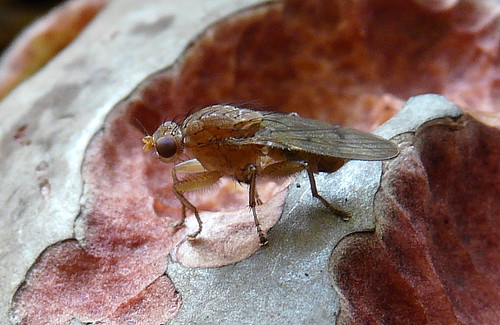 Insect eet Boleet | by jolle