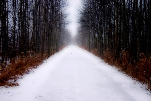 Snowy Path by Craig - S