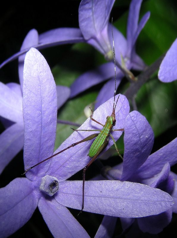 Catidideo | Ninfa Catididae (Orthoptera, Tettigonidae) sobre… | Flickr