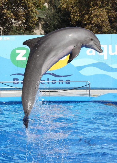 Delfin Show 2