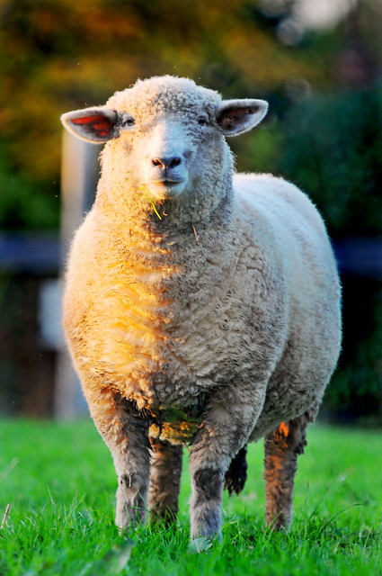 Bicolor sheep