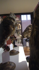 Musée Fragonard de l'Ecole Nationale Vétérinaire d'Alfort